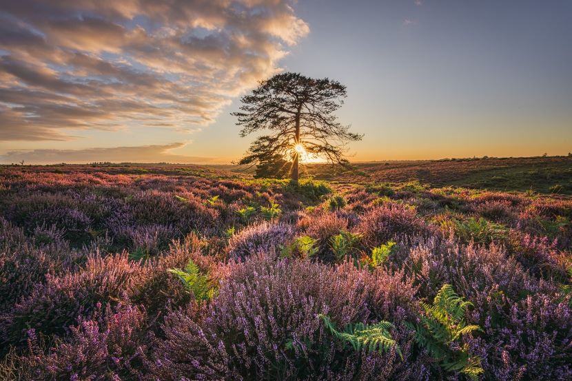 Sunset over the New Forest